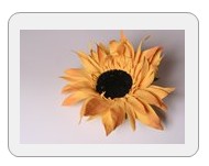 Подсолнух из Ревелюра - Панеева (2014)_0.jpg